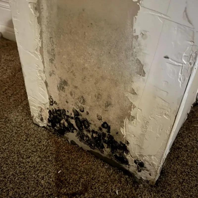 Professional Mold Removal in Brooklyn Park, MN